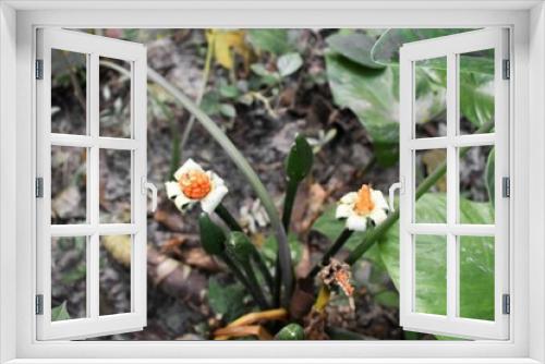 Fototapeta Naklejka Na Ścianę Okno 3D - WILD BLOOMING FLOWER