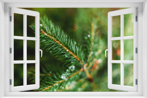 Fototapeta Naklejka Na Ścianę Okno 3D - Dew on the conifer
