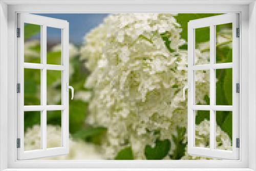 Fototapeta Naklejka Na Ścianę Okno 3D - white hydrangeas bloom in summer