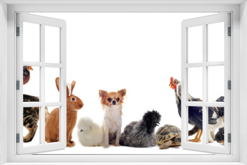 Fototapeta Naklejka Na Ścianę Okno 3D - groupe d'animaux domestiques