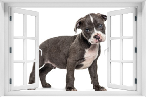Fototapeta Naklejka Na Ścianę Okno 3D - Side view of a young puppy American Bully standing, isolated