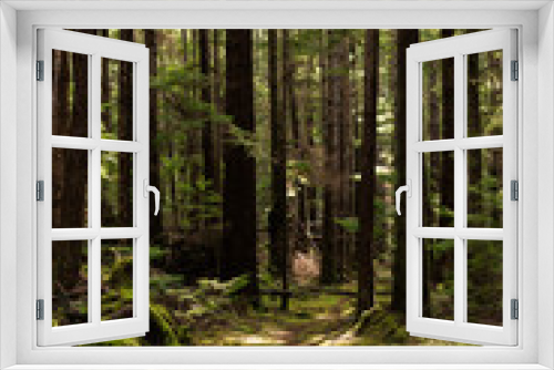 Fototapeta Naklejka Na Ścianę Okno 3D - Trail through mossy forest on Cortes Island, BC
