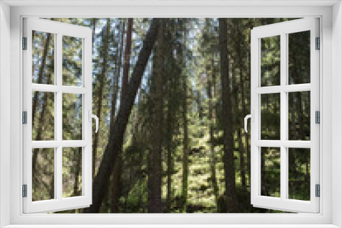 Fototapeta Naklejka Na Ścianę Okno 3D - Spruce canopies in natural coniferous forest