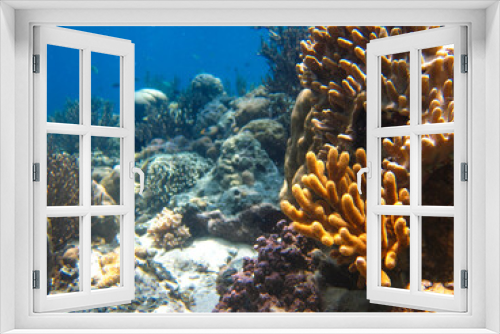 Fototapeta Naklejka Na Ścianę Okno 3D - The underwater beauty of Menjangan Island