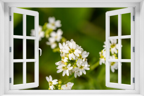 Fototapeta Naklejka Na Ścianę Okno 3D - viele weiße Blüten im Frühling
