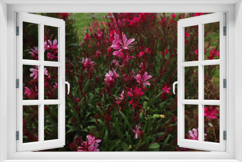 Fototapeta Naklejka Na Ścianę Okno 3D - Lobelia cardinalis blossom blooming in May