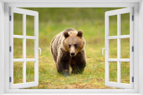 Fototapeta Naklejka Na Ścianę Okno 3D - Close up of Eurasian Brown bear crossing a swamp