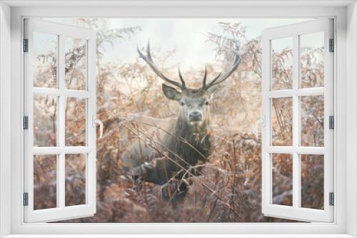 Fototapeta Naklejka Na Ścianę Okno 3D - Portrait of a red deer stag in bracken on a misty autumn morning