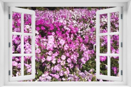Fototapeta Naklejka Na Ścianę Okno 3D - flower bed