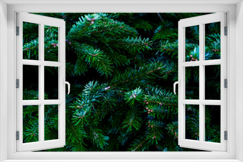 Fototapeta Naklejka Na Ścianę Okno 3D - Blue fir tree branch. Winter mood, dark background. Close-up