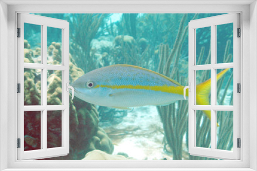 Fototapeta Naklejka Na Ścianę Okno 3D - Yellowtail snapper, Bonaire.