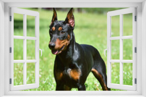 Fototapeta Naklejka Na Ścianę Okno 3D - Tan-and-black Doberman dog