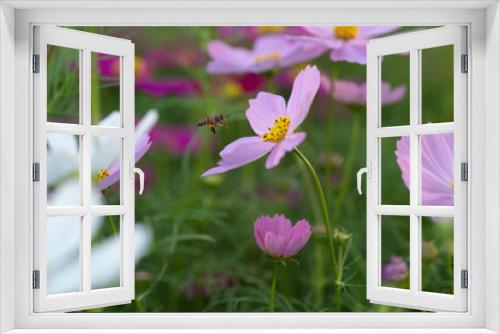 Fototapeta Naklejka Na Ścianę Okno 3D - flower pink garden bee pollen 