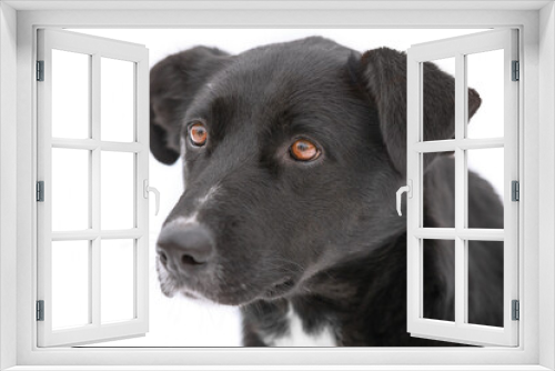 Fototapeta Naklejka Na Ścianę Okno 3D - A cute portrait of large black dog with sad brown eyes  is on the isolated white background. Concept of pets day.