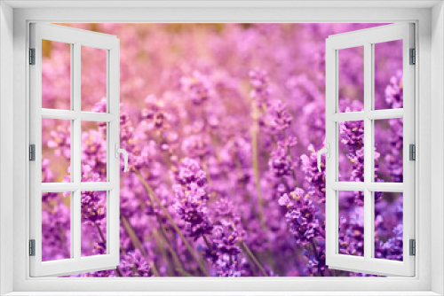 Fototapeta Naklejka Na Ścianę Okno 3D - Soft focus on lavender flowers.