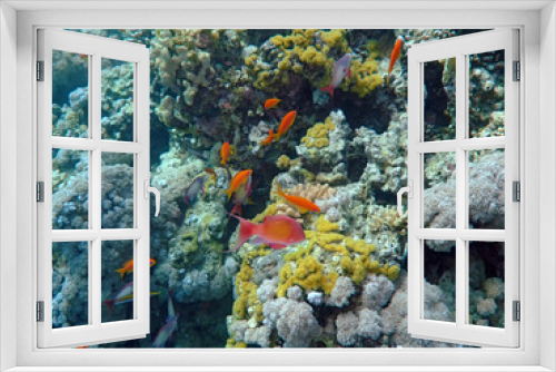 Fototapeta Naklejka Na Ścianę Okno 3D - Underwater landscape