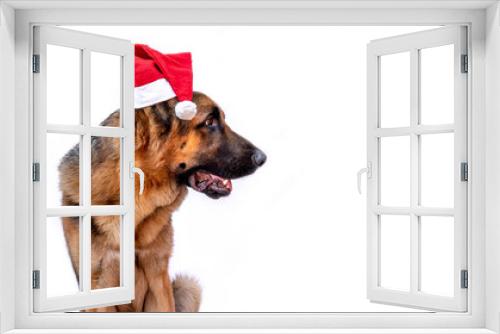 Fototapeta Naklejka Na Ścianę Okno 3D - Banner. An adult German shepherd in a Christmas costume wearing a red Santa hat. Dog celebrates the New year. Greeting card. Animal on a white isolated background. Space for text. Copy space