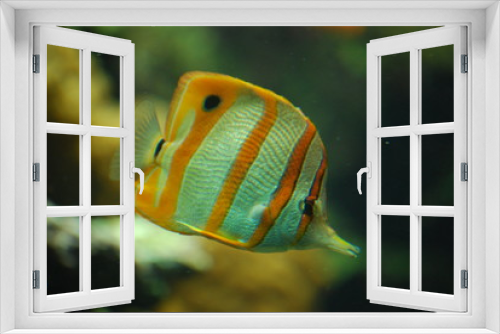 Fototapeta Naklejka Na Ścianę Okno 3D - Exotischer Fisch 2