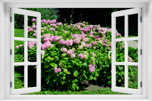 Fototapeta Naklejka Na Ścianę Okno 3D - Magenta pink hydrangea macrophylla or hortensia shrub in full bloom in a flower pot, with fresh green leaves in the background, in a garden in a sunny summer day.