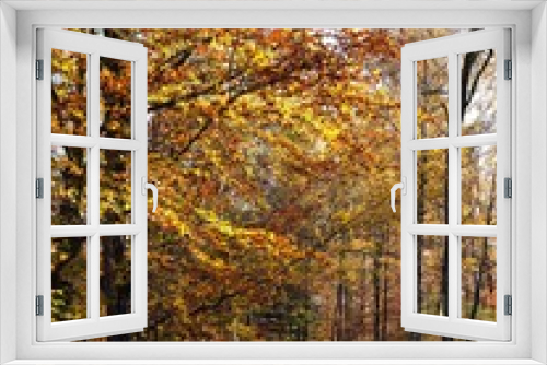 Fototapeta Naklejka Na Ścianę Okno 3D - Bunter Wald im Herbst