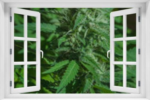 Fototapeta Naklejka Na Ścianę Okno 3D - Close up of cannabis sativa bud starting to get full of trichrome, showing striking pistils. Female marijuana plant flowering background.