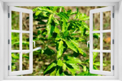 Fototapeta Naklejka Na Ścianę Okno 3D - hot basil leaves young plant green leaf color