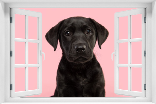 Fototapeta Naklejka Na Ścianę Okno 3D - Portrait of a cute black labrador retriever puppy looking at the camera on a pink background seen from the front
