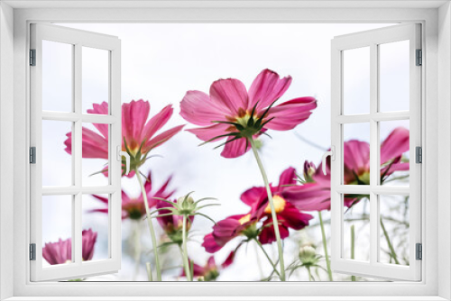 Fototapeta Naklejka Na Ścianę Okno 3D - Pink cosmos flower blooming soft light on blur background