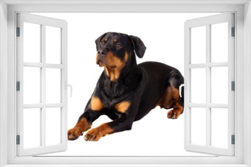 Fototapeta Naklejka Na Ścianę Okno 3D - Hund Rottweiler liegend