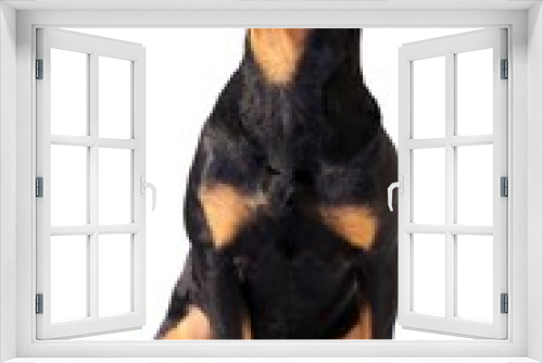 Fototapeta Naklejka Na Ścianę Okno 3D - Hund Rottweiler sitzend