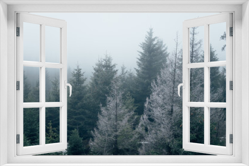 Fototapeta Naklejka Na Ścianę Okno 3D - Mystischer Harz im Nebel mit Tannenbäume
