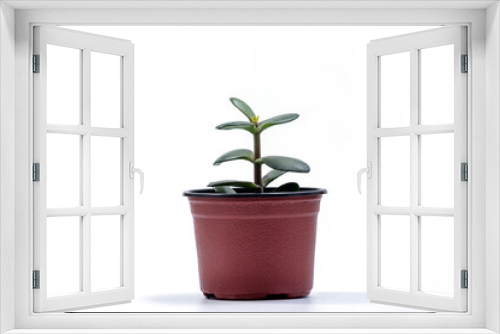 Fototapeta Naklejka Na Ścianę Okno 3D - Pigmyweeds or Crassula ovata tree in flower pot on a white background. Crassula branch with leaves close-up