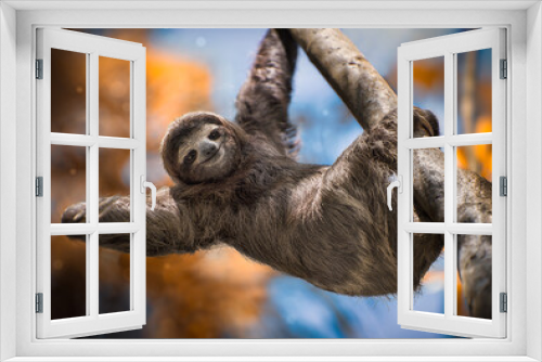 Fototapeta Naklejka Na Ścianę Okno 3D - A happy sloth hanging from a tree