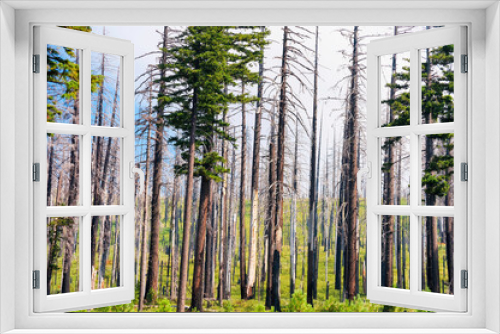 Fototapeta Naklejka Na Ścianę Okno 3D - Recovering Burnt Forrest