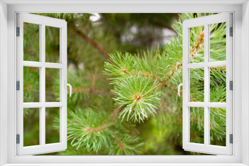 Fototapeta Naklejka Na Ścianę Okno 3D - Beautiful green Christmas spruce tree branches. Beautiful winter landscape. Winter holidays, Xmas concept.