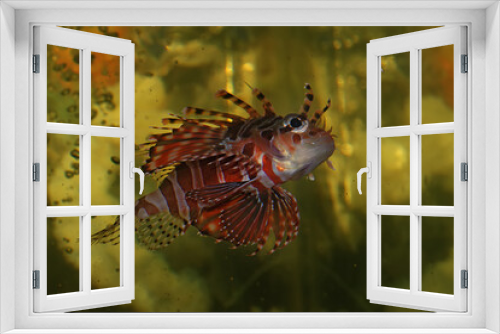 Fototapeta Naklejka Na Ścianę Okno 3D - A lionfish (Pterois volitans) is swimming gracefully.