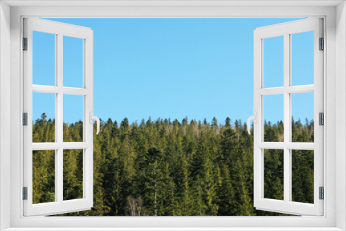 Fototapeta Naklejka Na Ścianę Okno 3D - Beautiful spruce forest against blue sky, space for text