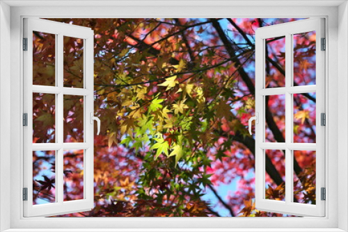 Fototapeta Naklejka Na Ścianę Okno 3D - Kyoto,Japan-November 24, 2020: Green autumn leaves illuminated by sunlight through leaves
