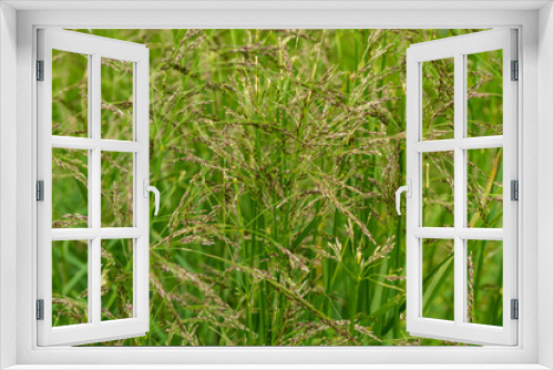 Fototapeta Naklejka Na Ścianę Okno 3D - Countryside meadow grass and wild field flowers