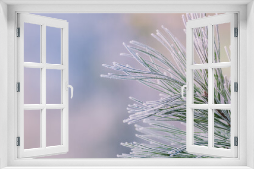 Fototapeta Naklejka Na Ścianę Okno 3D - Winter panorama of pine branches with snow and frost on a light background for decorative design