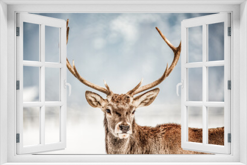 Fototapeta Naklejka Na Ścianę Okno 3D - noble deer male in winter snow