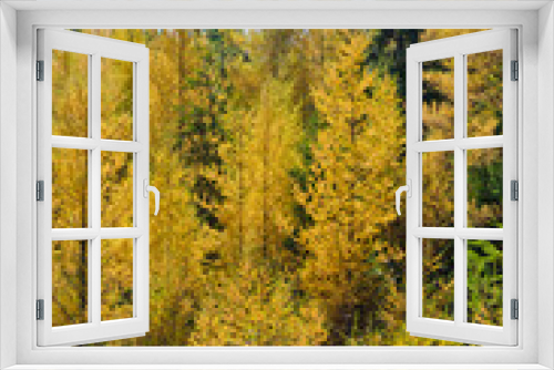 Fototapeta Naklejka Na Ścianę Okno 3D - Northern Ontario Forest