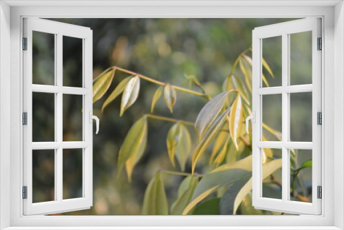 Fototapeta Naklejka Na Ścianę Okno 3D - New Lychee Leaves
