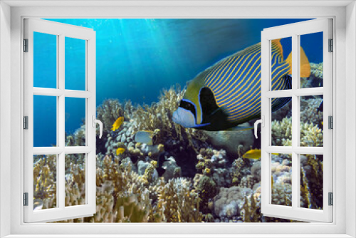 Fototapeta Naklejka Na Ścianę Okno 3D - Coral Reef Scene with Tropical Fish in sunlight. Ecosystem, Red Sea