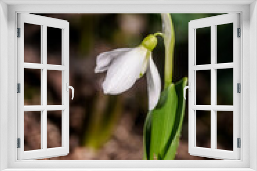Fototapeta Naklejka Na Ścianę Okno 3D - Подснежник широколистный (Galanthus platyphyllus) Galanthus platyphyllus