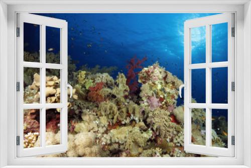 Fototapeta Naklejka Na Ścianę Okno 3D - High diversity of corals on a reef in the central Red Sea