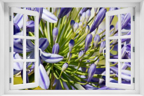 Fototapeta Naklejka Na Ścianę Okno 3D - Blue flowering Agapanthus in a garden in Goettingen , Germany