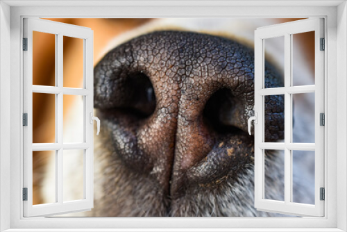 Fototapeta Naklejka Na Ścianę Okno 3D - close up of a dog