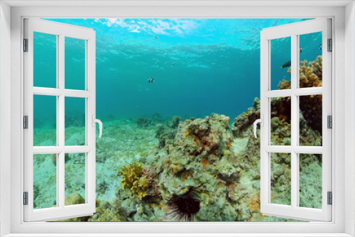 Fototapeta Naklejka Na Ścianę Okno 3D - Reef Marine Underwater Scene. Tropical underwater sea fish. Philippines.