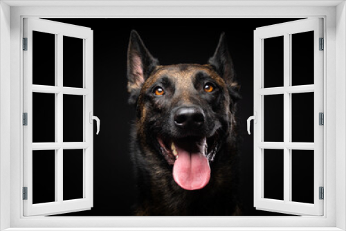 Fototapeta Naklejka Na Ścianę Okno 3D - Portrait of a Belgian shepherd dog on an isolated black background.